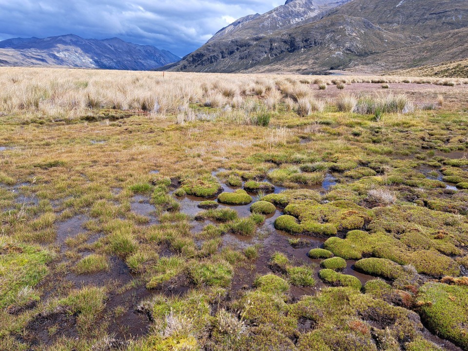 Neuseeland - Greenstone - Durch sumpfiges Gebiet 