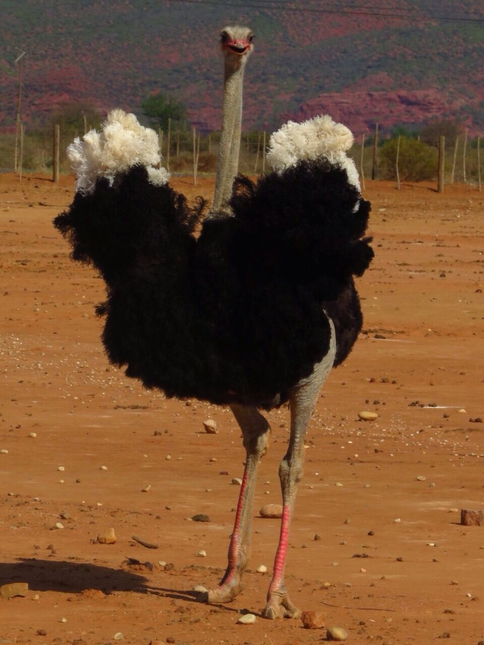 Südafrika - Oudtshoorn - 