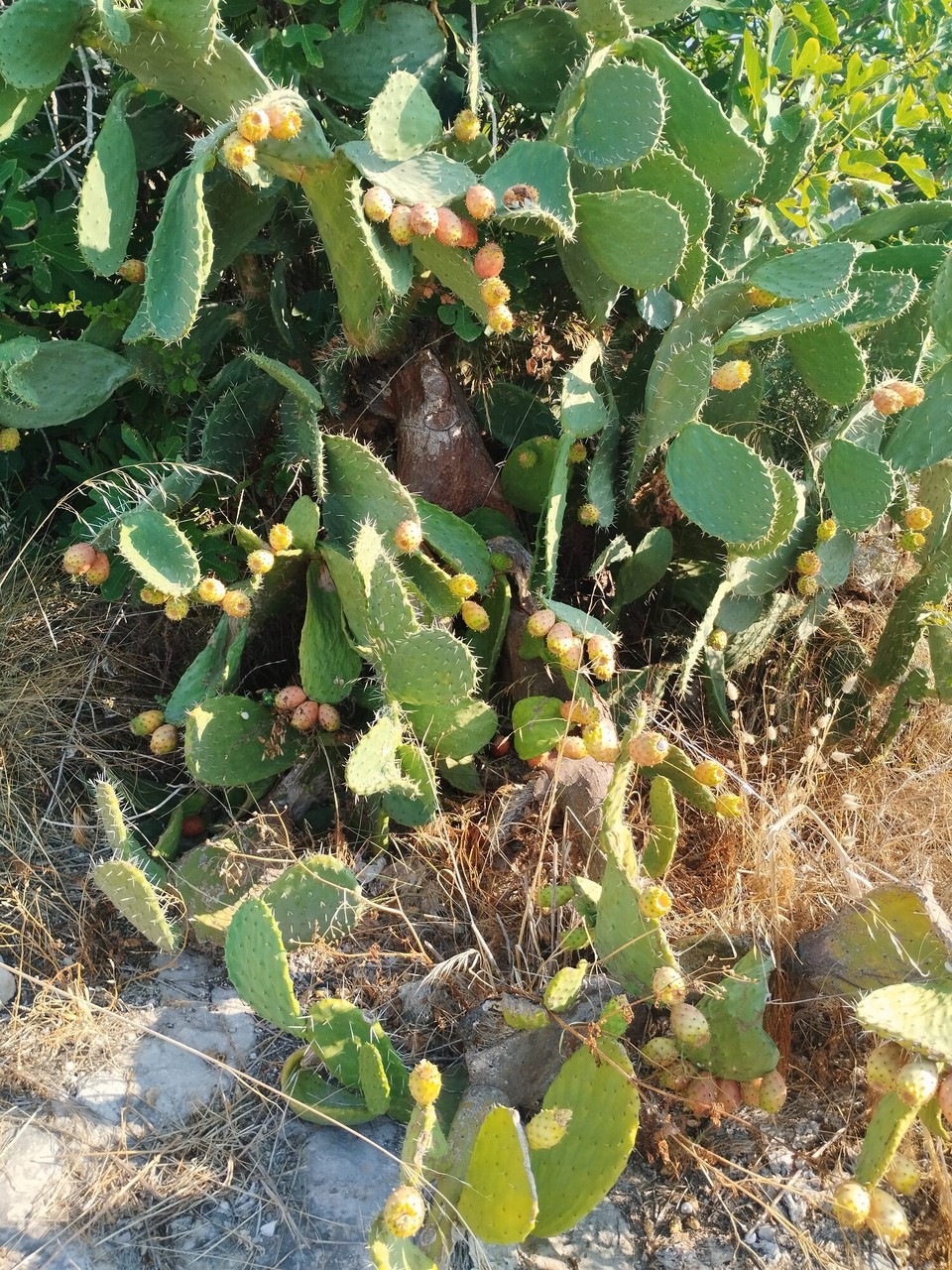 Italien - Alberobello - 