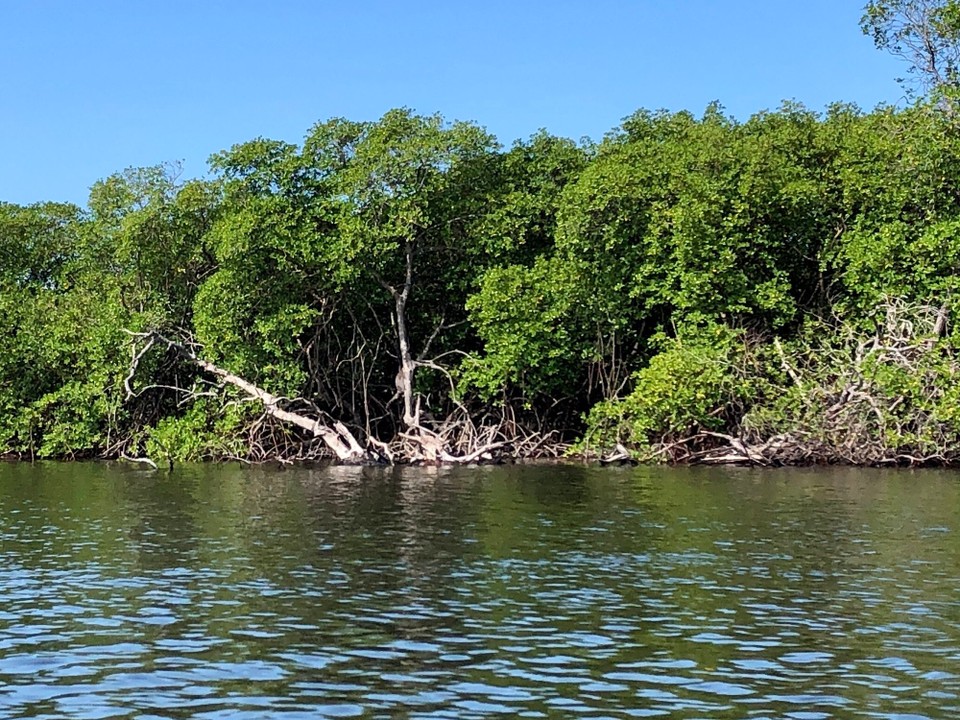 Brasilien - Valença - Mangroven