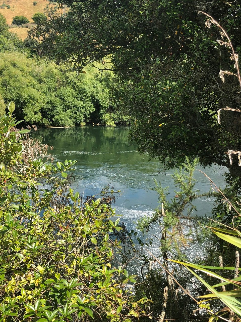 Neuseeland - Waihi Beach - Trout Pool