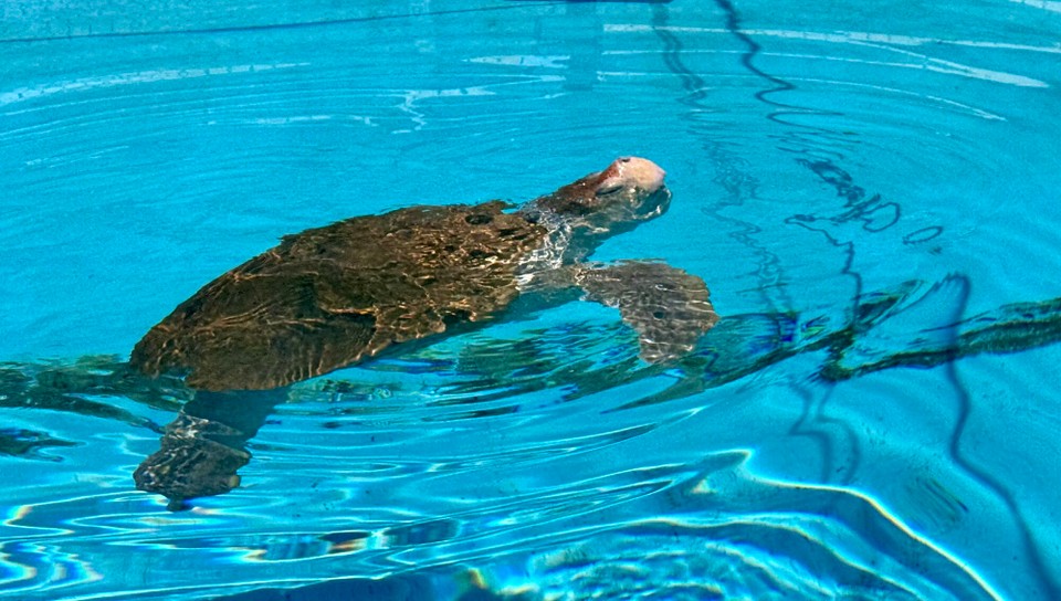 Vereinigte Staaten - Marathon - 