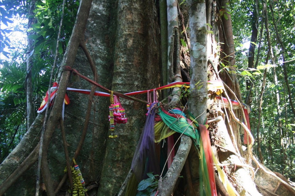 Thailand - Ko Kut - Urwaldriese