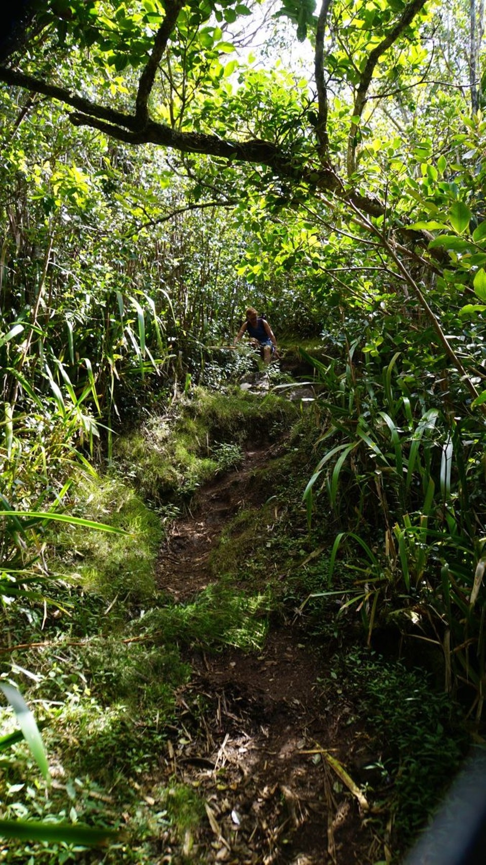 Réunion - Salazie - Dschugelpfad