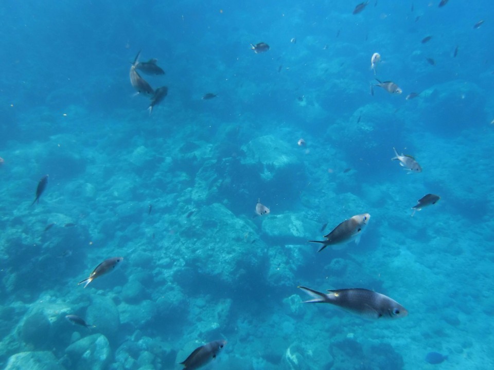 Dominica -  - 