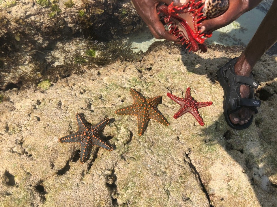 Kenia - Kwale - 