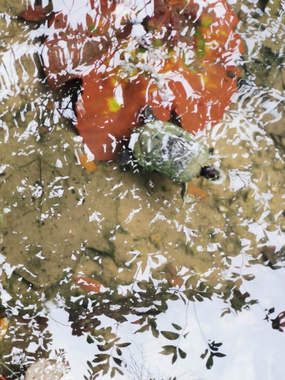 Singapur - Singapur - 