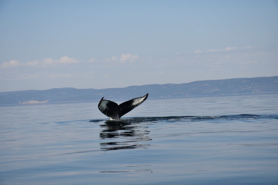 Kanada - Tadoussac - 