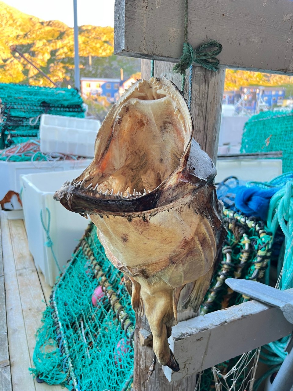 Norwegen - Nordkapp - Ein großes Fischmaul