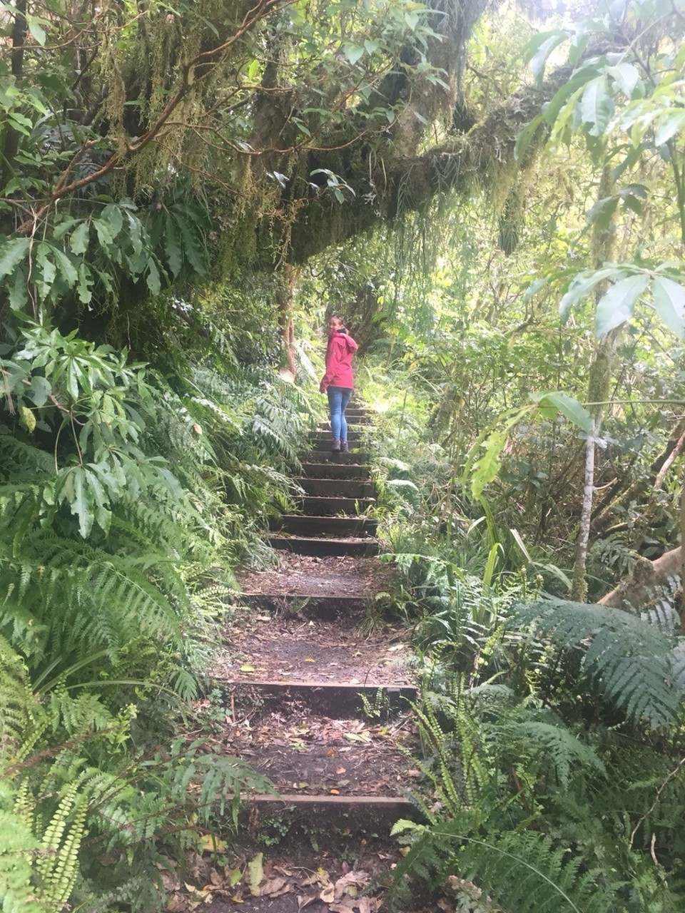  - Neuseeland, Mount Taranaki, Kapuni Loop Track - 