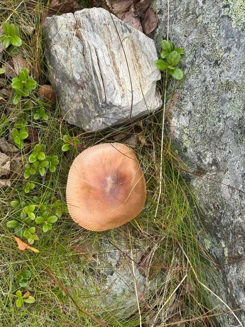Schweden - Abisko - Leckerbissen für die Rentiere