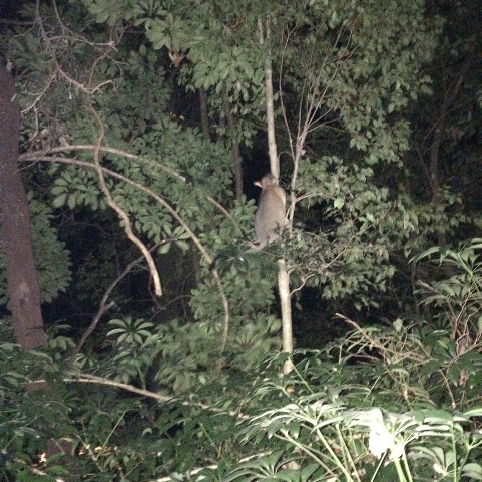 Australien - Anna Bay - I have the cutest video of one coming down to check on my cooking. I had to shue it up a tree because it kept trying to steal my food and take the lid of my pot with simmering rice! Naughty boy. 