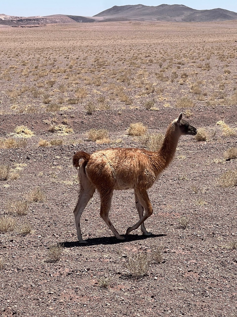Chile - Atacama Desert - 