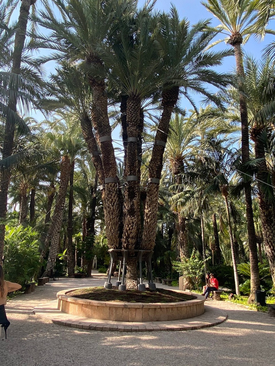 Spanien - Alicante - Die Imperiale Palme