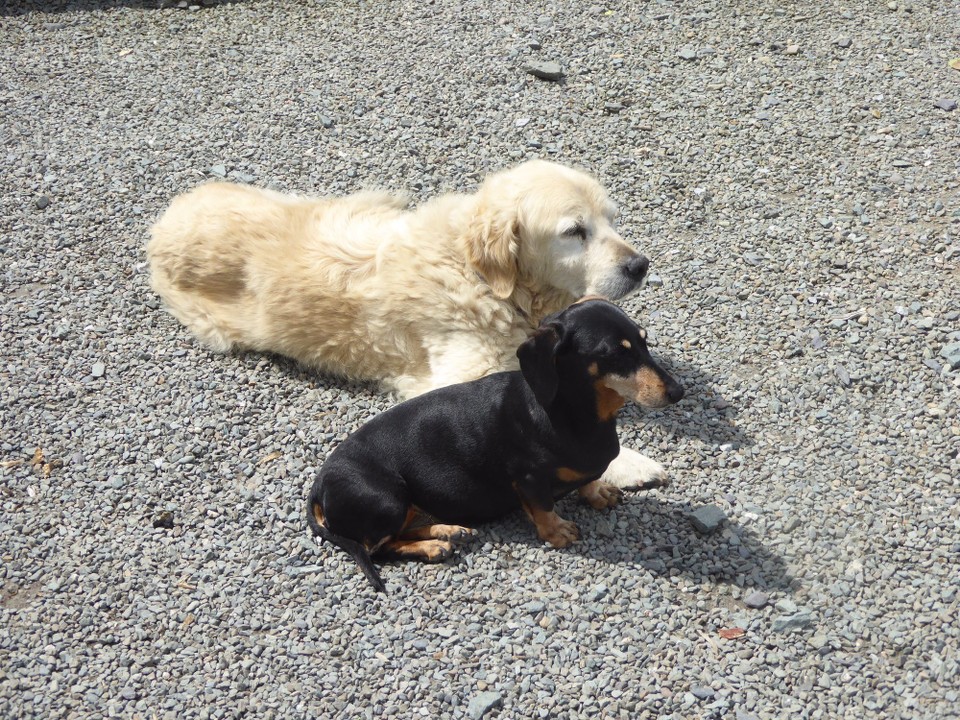 Ireland - Bere Island - A sunny, but very windy day, but two of Rachael’s dogs have found a sunny spot.