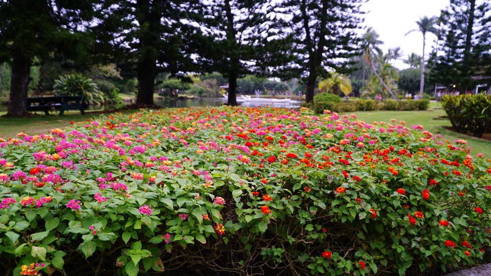 USA - Līhuʻe - Ein Blumenmeer