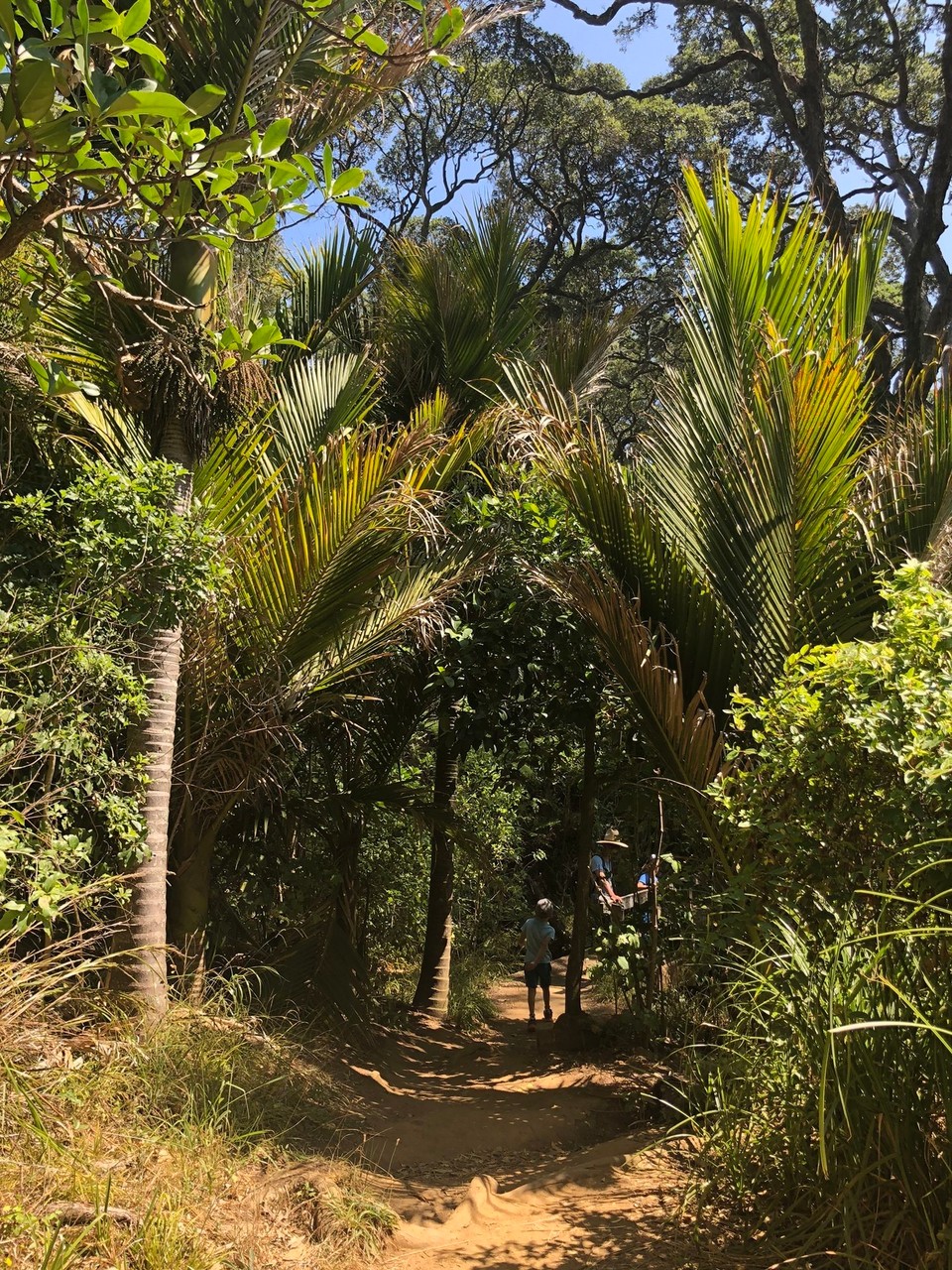 Neuseeland - Waihi Beach - Ein weiterer Bush Walk
