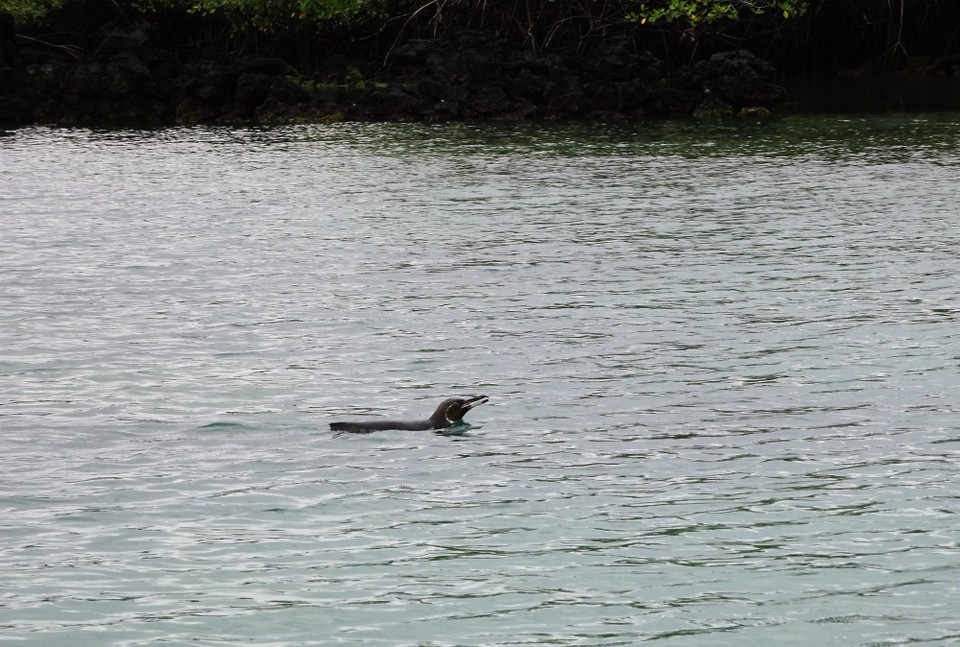 Ecuador - Isabela Island - Galapagos penguin