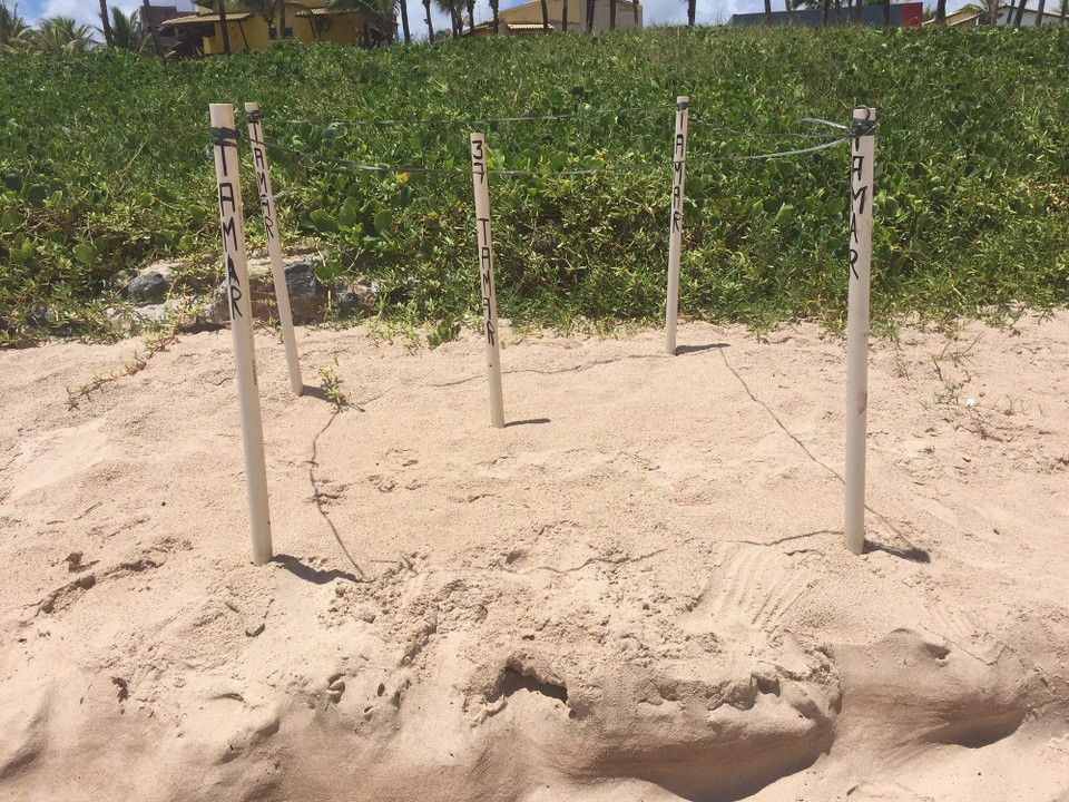 Brasilien - Salvador - Meer Schildkrötennest am Strand
