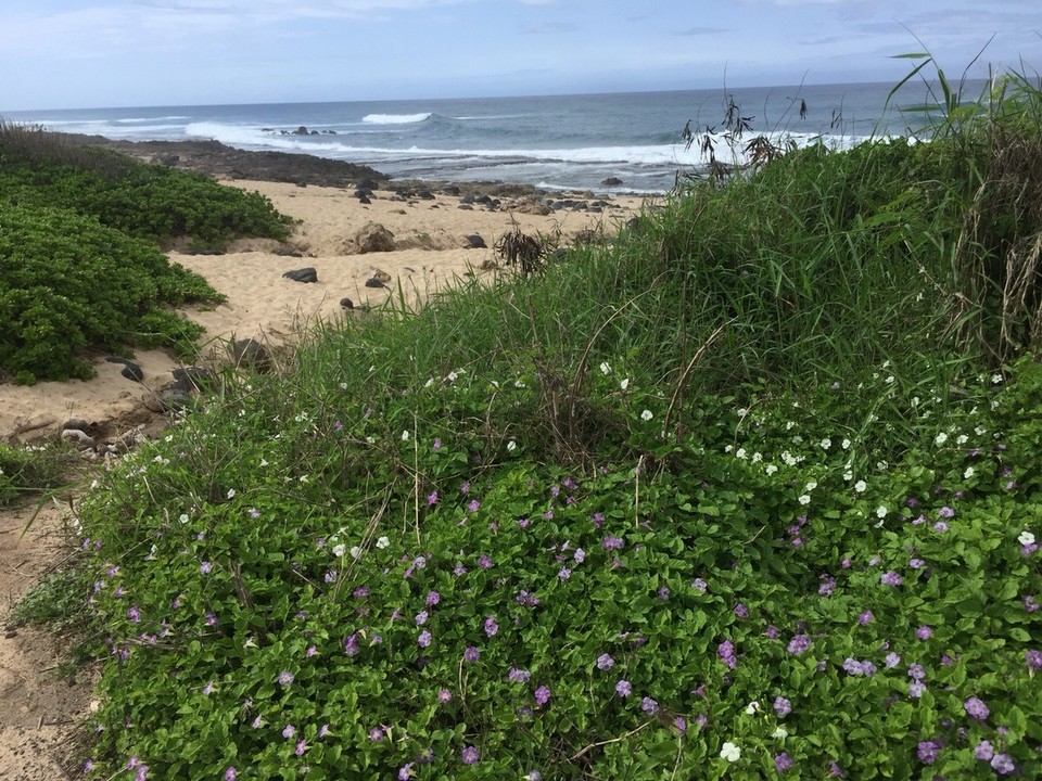 Vereinigte Staaten - Hauula - Ka‘ena Point 