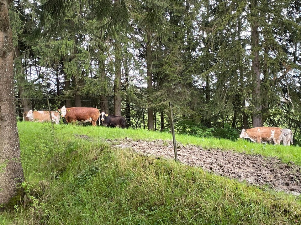 Deutschland - Lechbruck am See - Kühe sind nicht so blöd, wie …
Setzen sich nicht direkt dem Regen aus, sondern stellen sich unter die Bäume