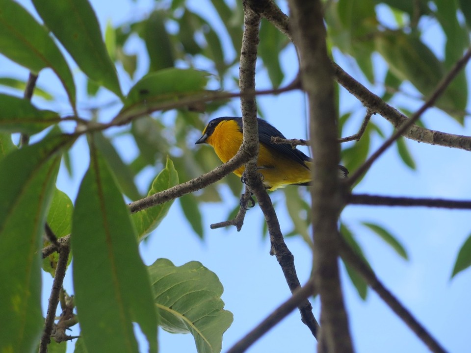 Argentina - Puerto Iguazú - 