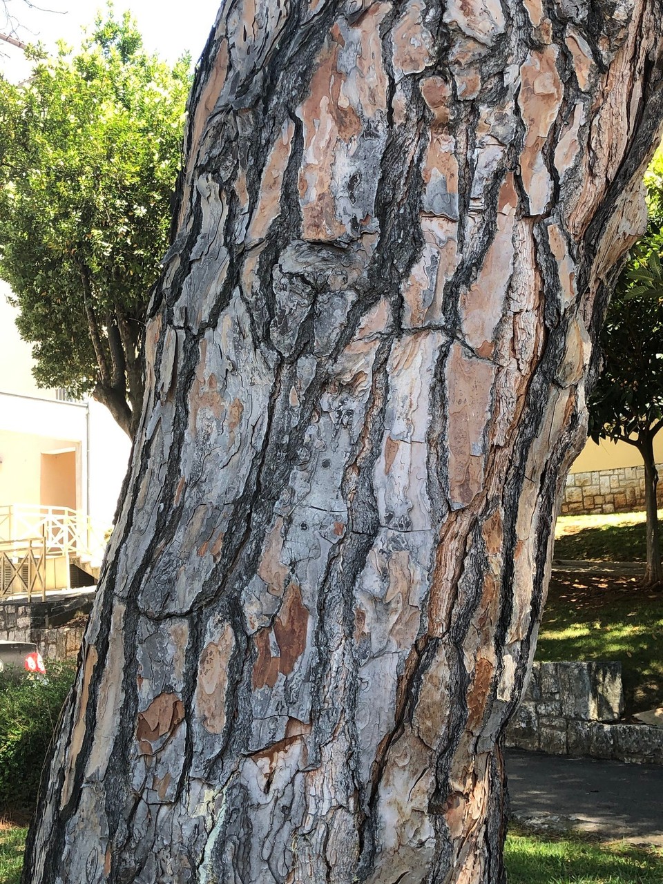 Kroatien - Poreč - Pinienbaum