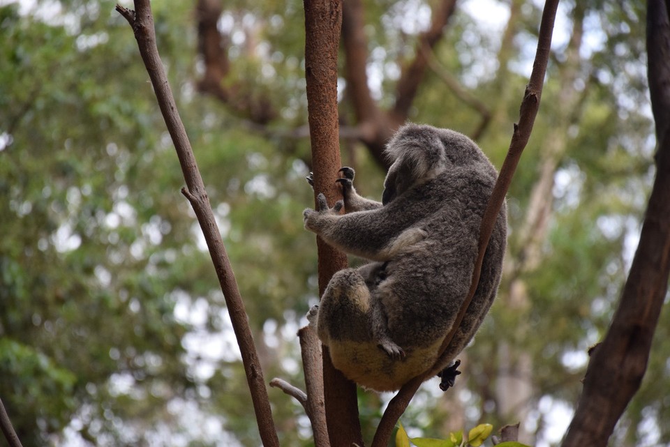 Australien - Currumbin - Koala-Mutter mit Jungtier