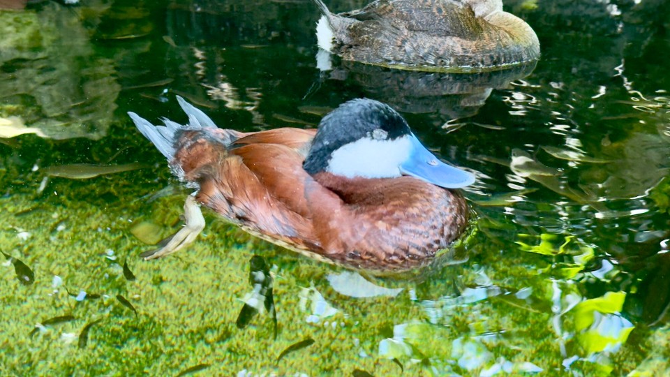 Vereinigte Staaten - Tampa - 