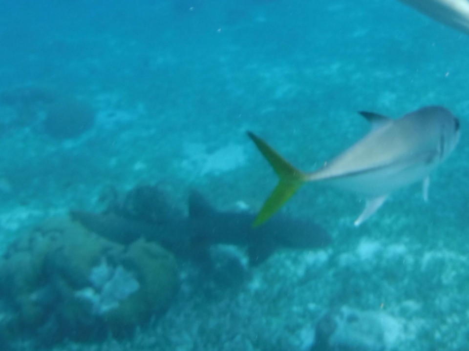 Belize -  - 