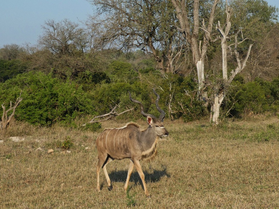 Südafrika - Kruger-Nationalpark - Kudu