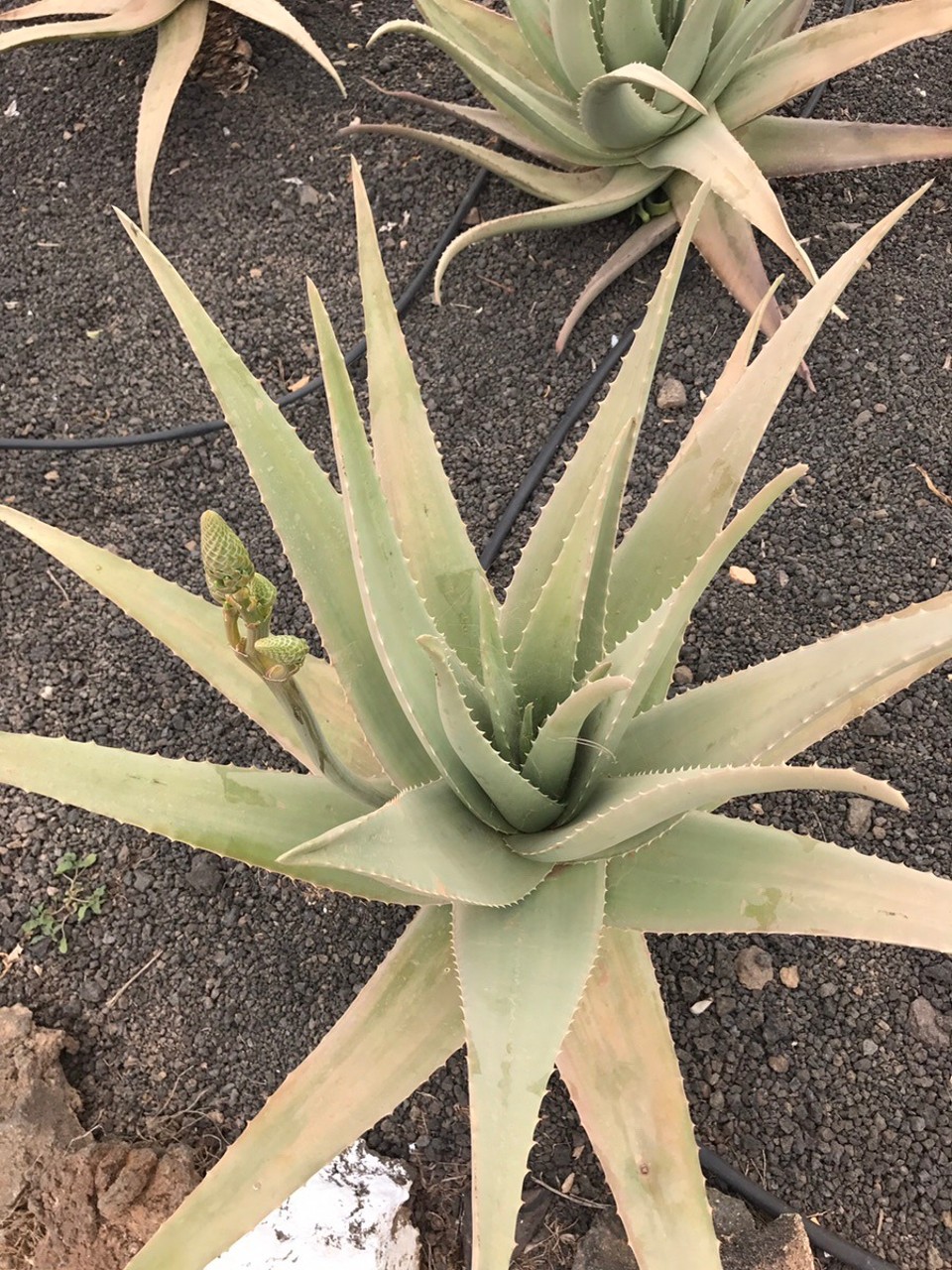 Spanien - La Oliva - Aloe Vera