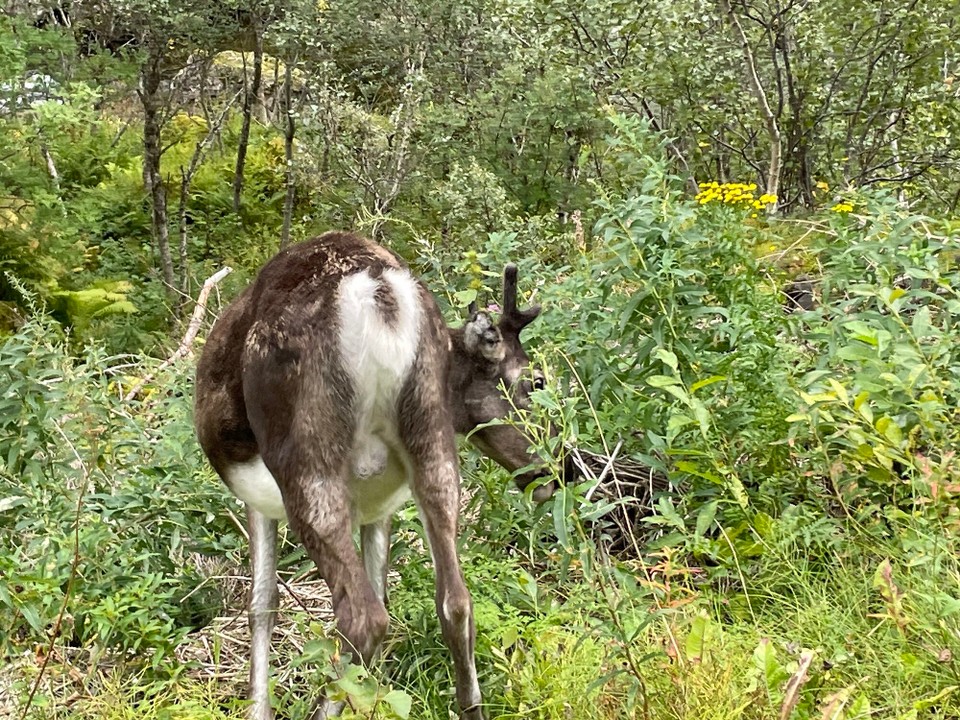 Norwegen - Vangsvik - Ist das etwa…