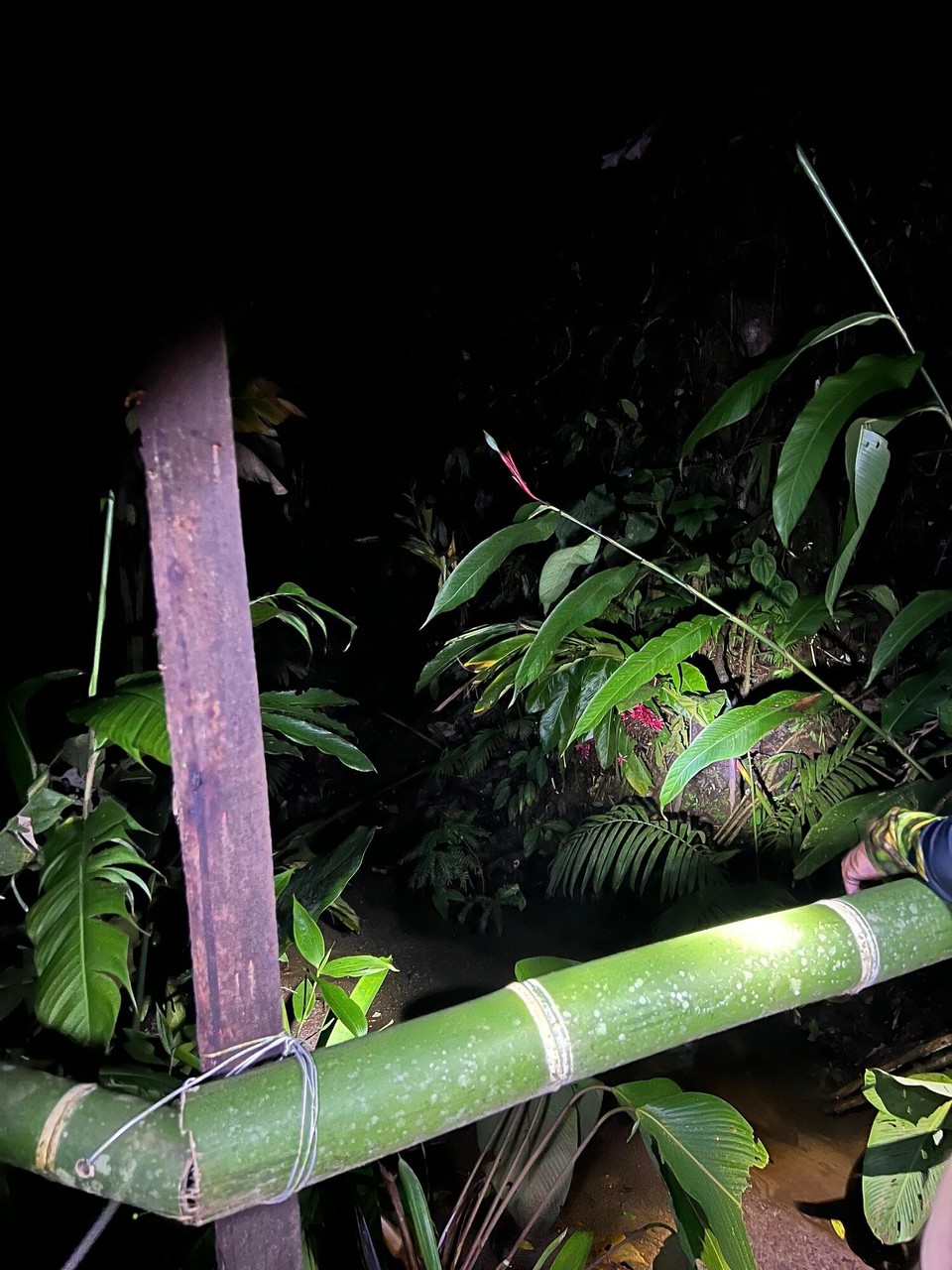 Costa Rica - La Fortuna - Am fritig hemmer en privati Nachttour buecht mit eme sehr touchie Tour Guide