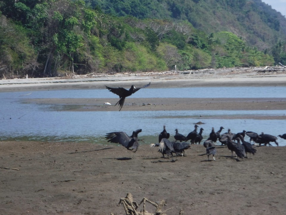 Costa Rica - Golfito - 