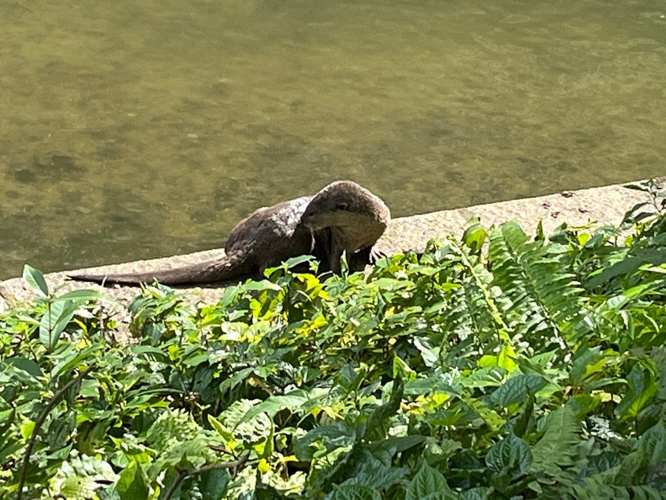 Singapur - Singapur - Otter direkt vorm Hotel am Fluss