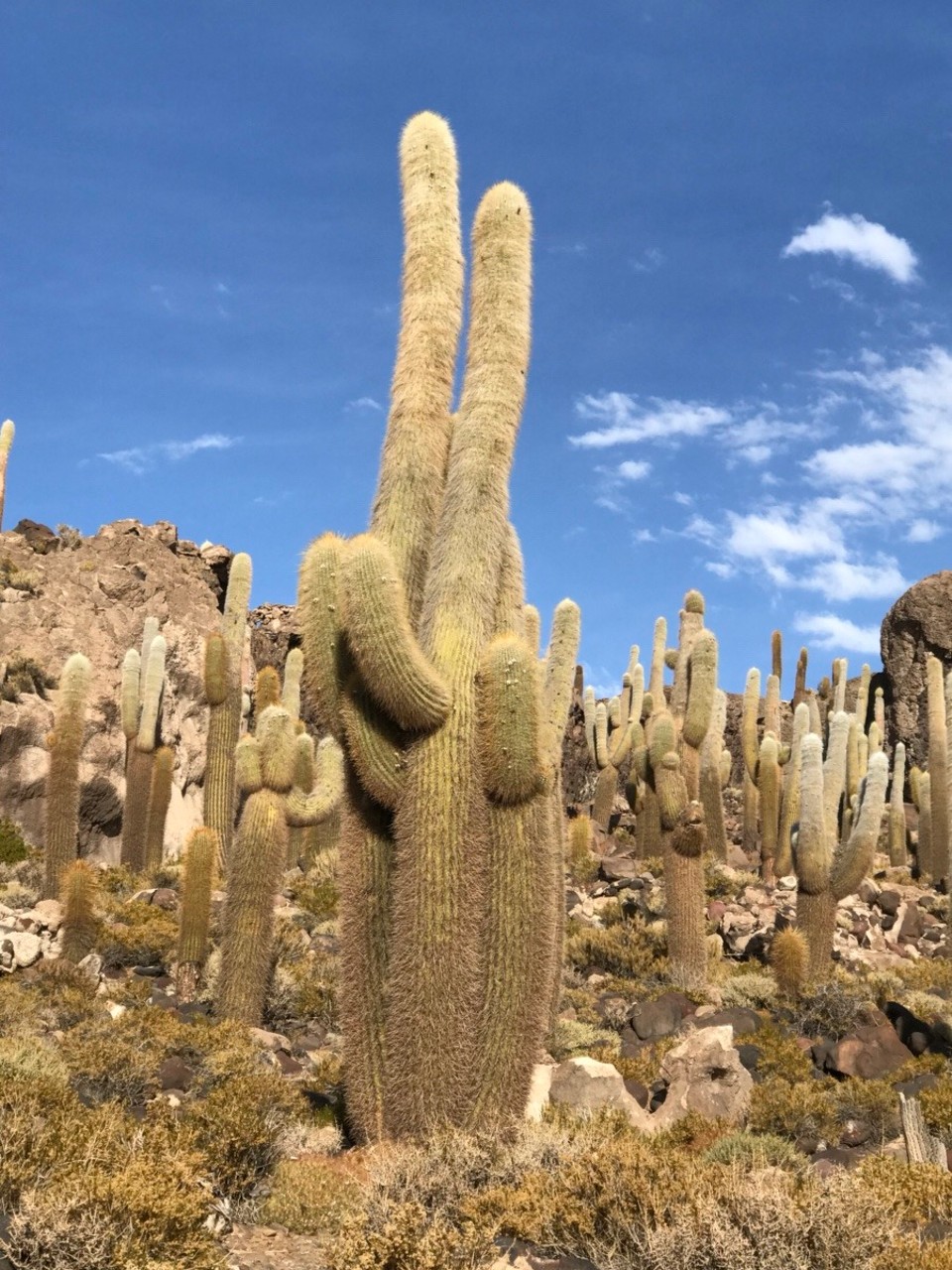 Bolivia -  - Es Kaktee-Liebespaar