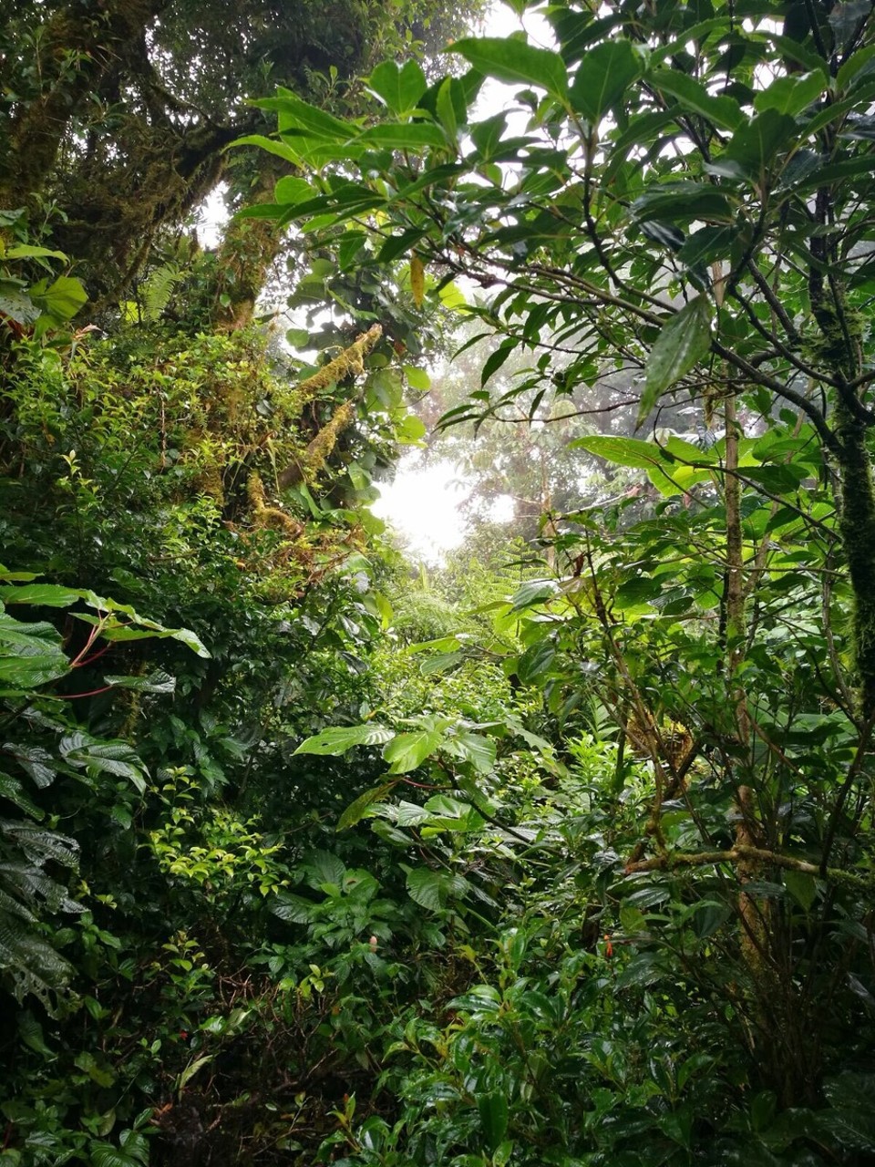 Costa Rica -  - 