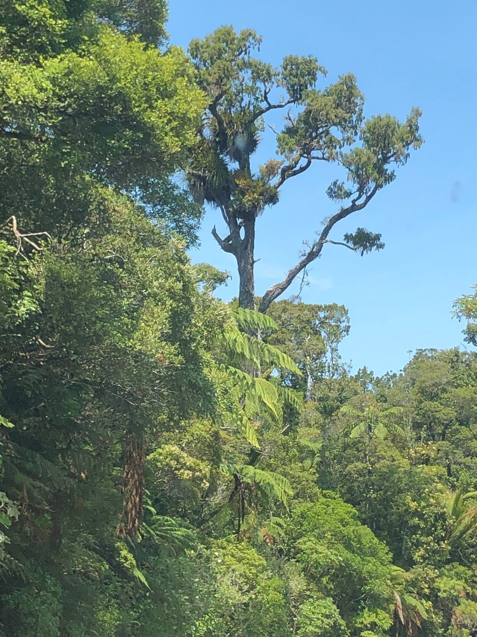 Neuseeland - Kaihu - Kauri Trees ragen aus den Wäldern. 