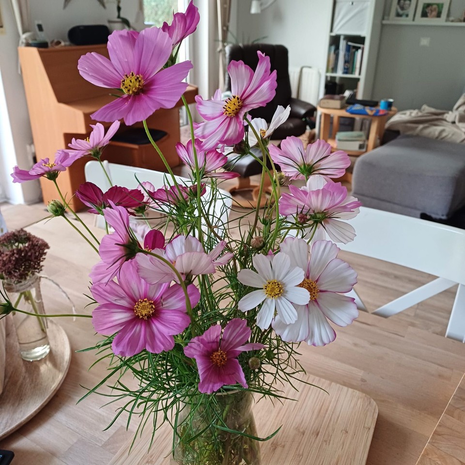 Deutschland - Detmold - Wupup