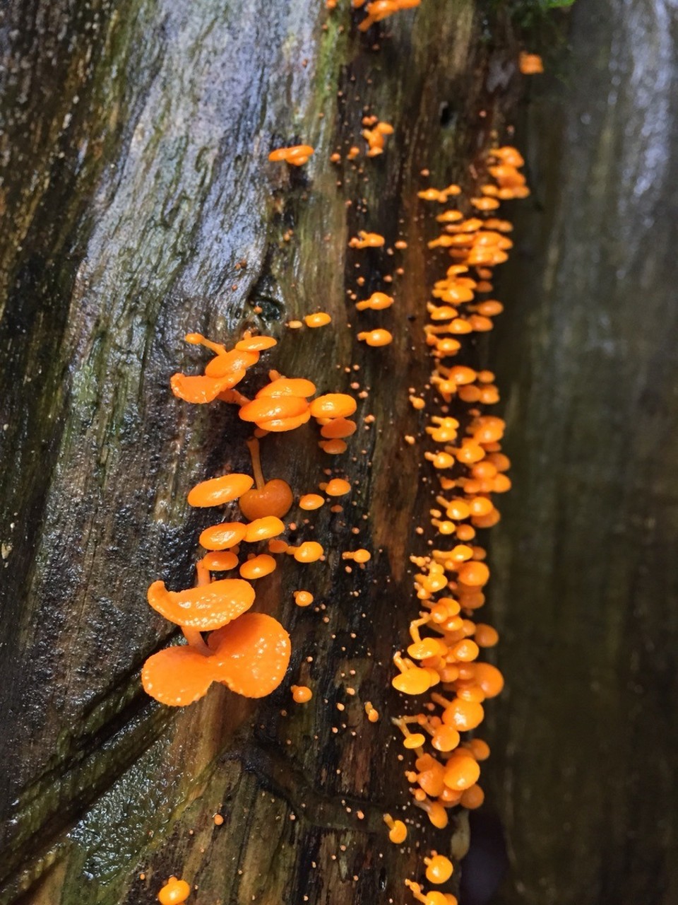  - Australia, Dorrigo Rainforest Centre - 