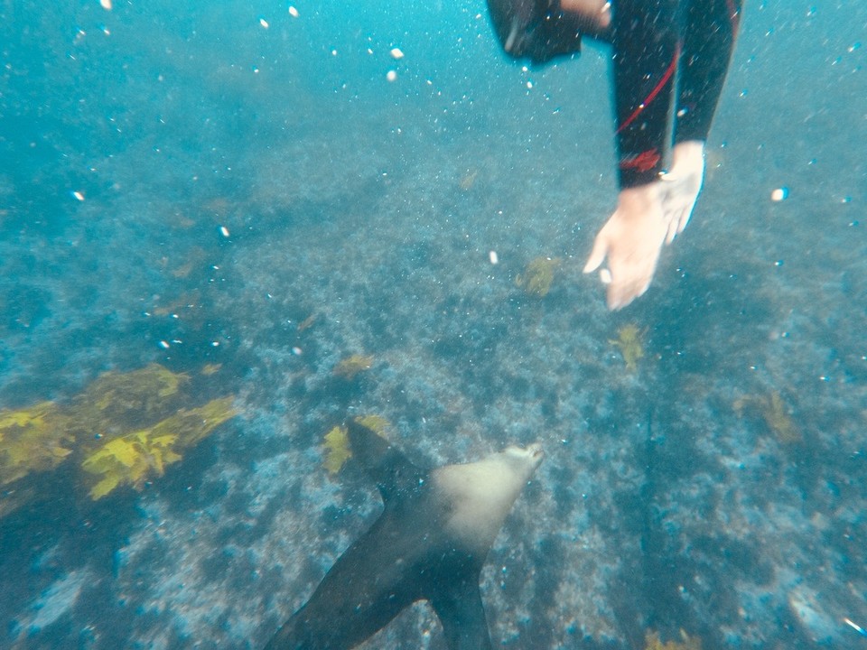 Australia - Montague Island - 