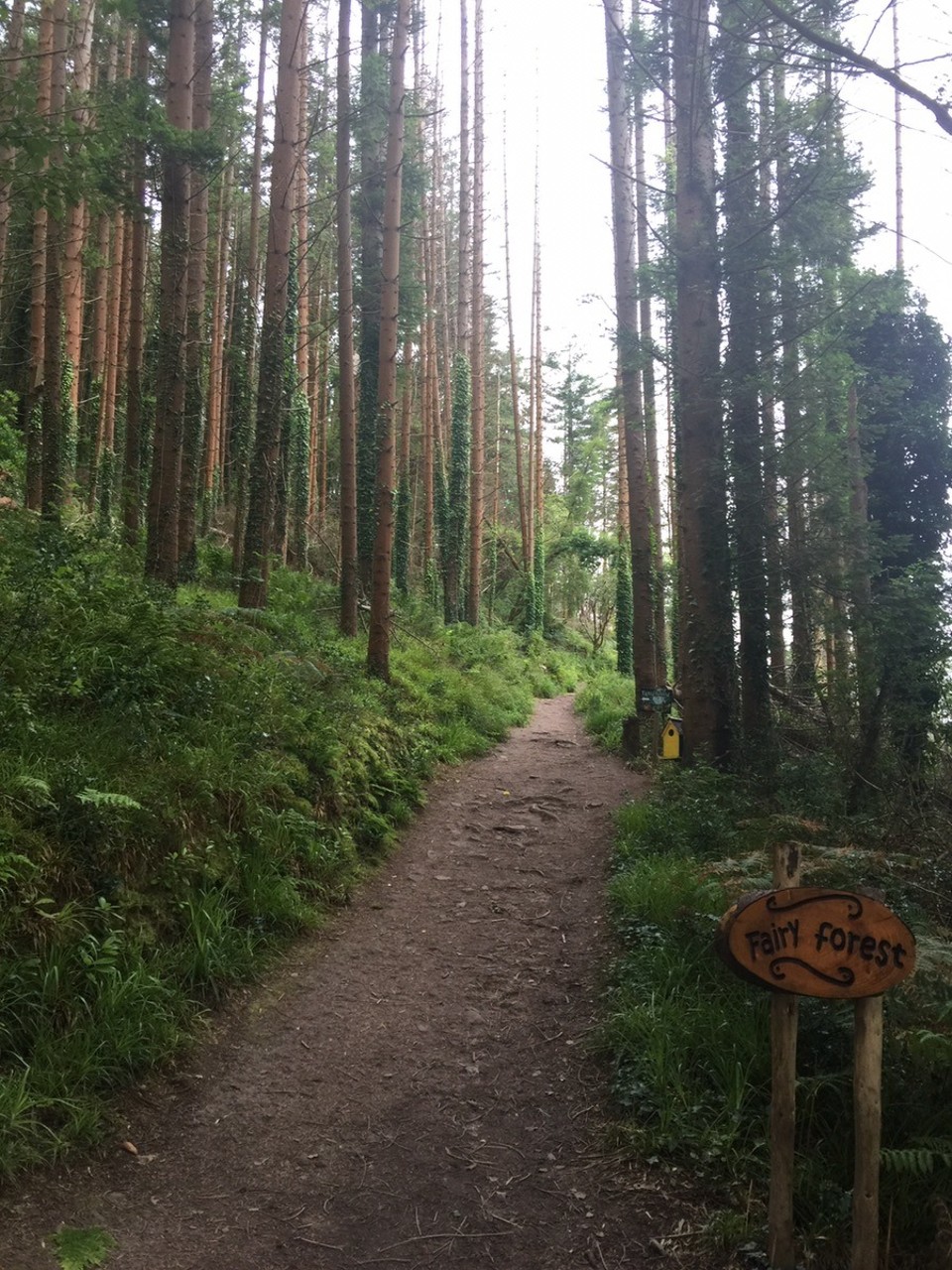  - Ireland, Waterville, Ring of Kerry - Fairy Forest walk 