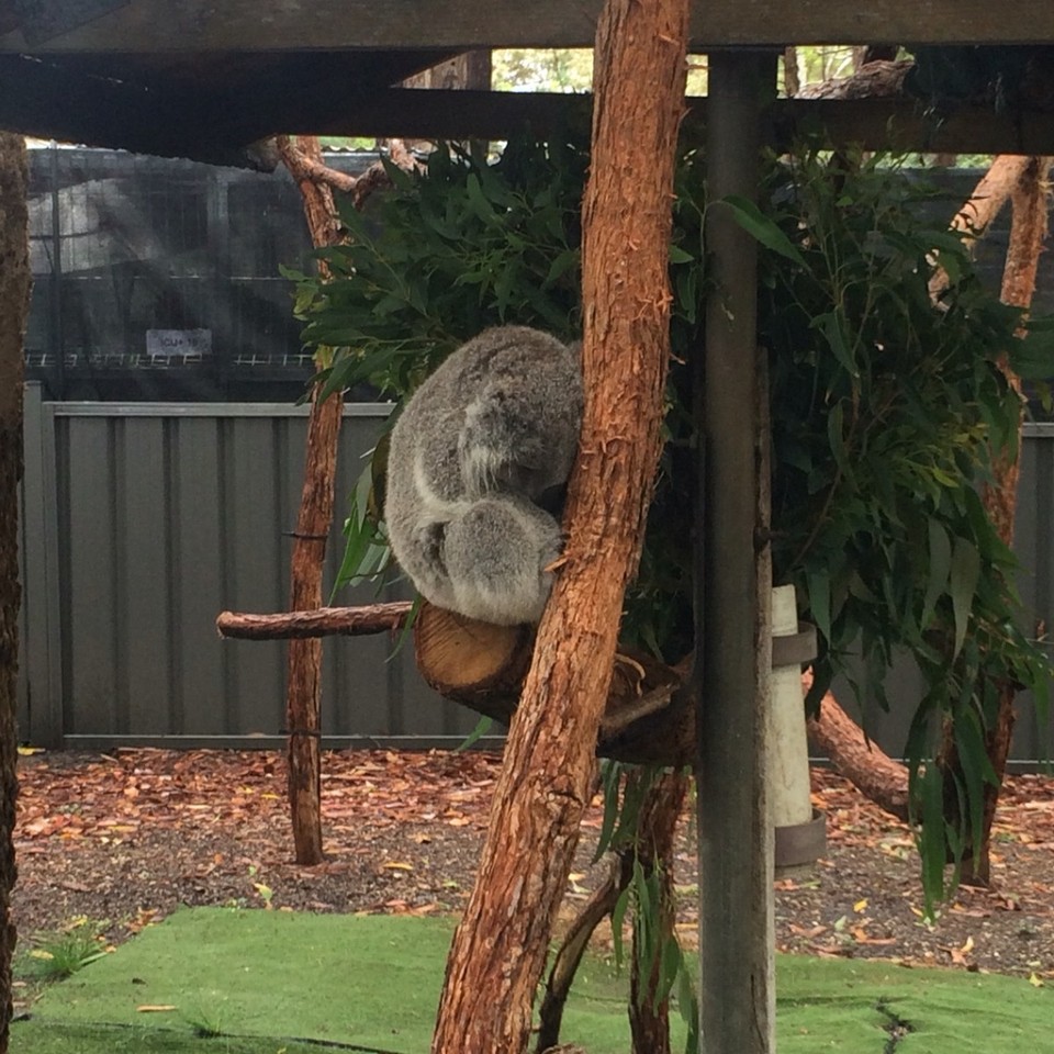 Australien - Coopernook State Forest - Besuch im Koala Hospital