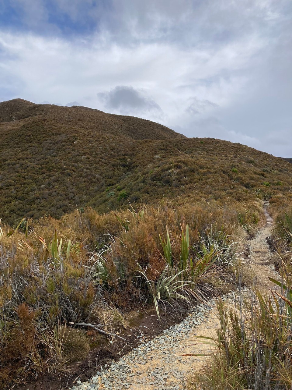 Neuseeland - Mount Peel - Bis nur noch kniehohe/ hüfthohe Gewächse den Weg säumen