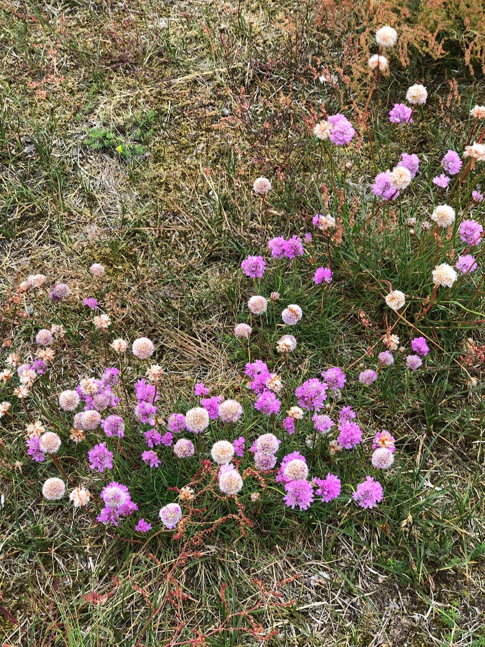 Schweden - Vellinge - 