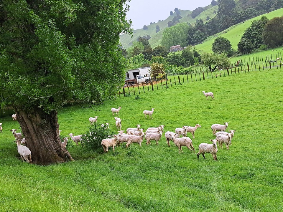 Neuseeland - Owhango - Frisch geschoren 
