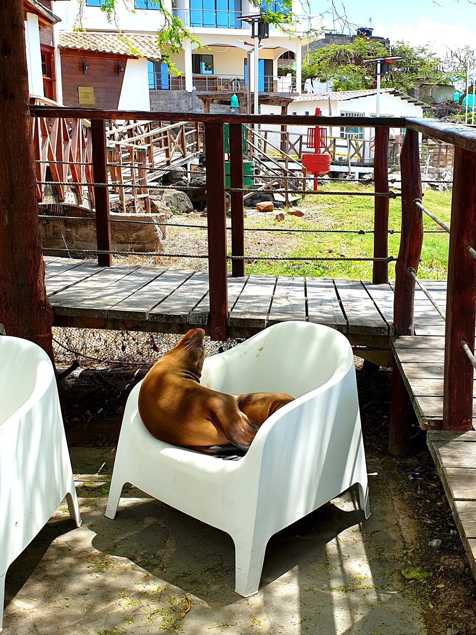 Ecuador - San Cristóbal Island - Sea lion on chair at a cafe