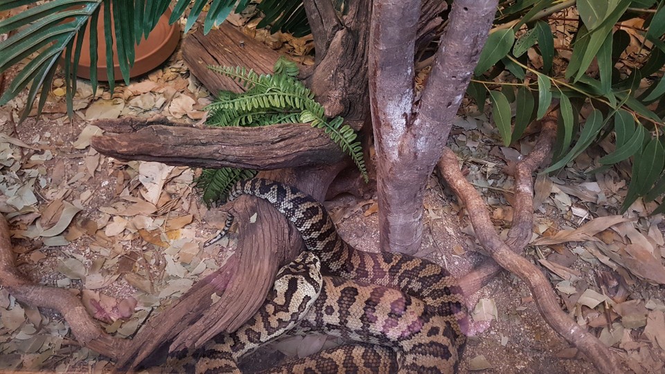 Australia - Cairns - 