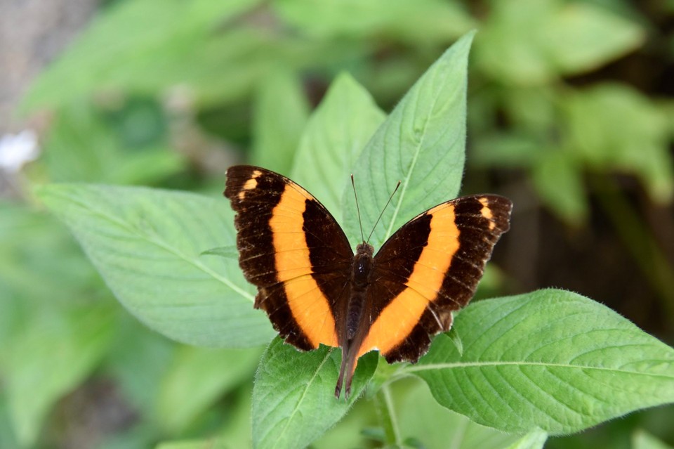Australien - Kuranda - Oben angekommen schauten wir in einen Schmetterlingsgarten.